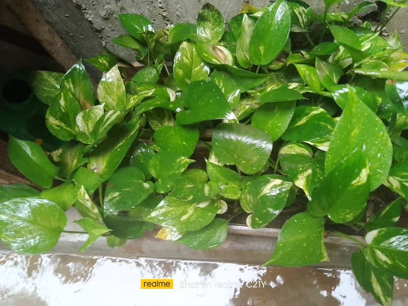 Indoor Plants for sell 8