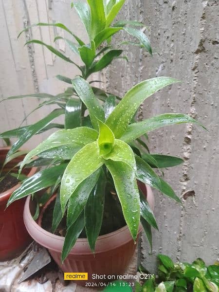 Indoor Plants for sell 9