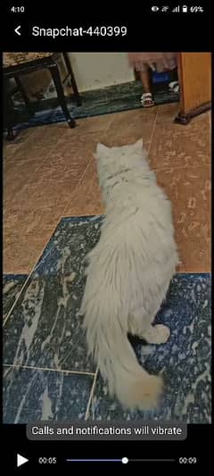 Persian Male Triple Cot Cat 0