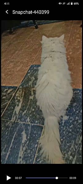 Persian Male Triple Cot Cat 1