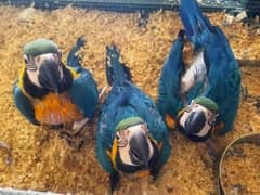 blue macaw parrot chicks for sale (03369868428)