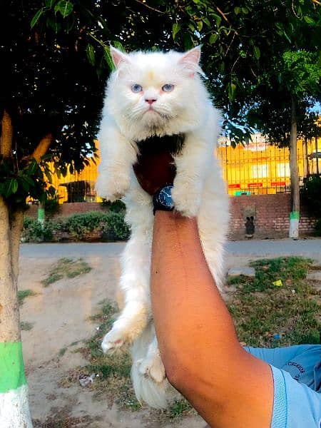 Persian Punch face triple coat cat Kitten 8