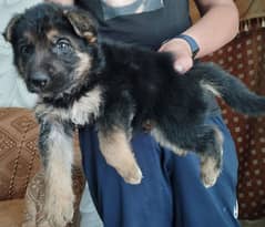 German shepherd female puppy for sale