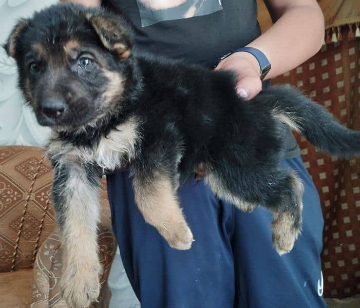 German shepherd female puppy for sale 0