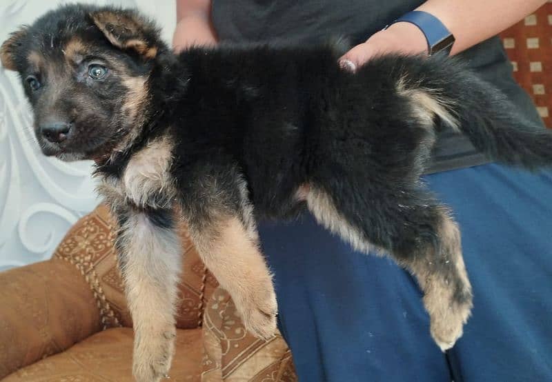 German shepherd female puppy for sale 2