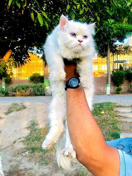 Persian Punch face triple coat cat Kitten 8