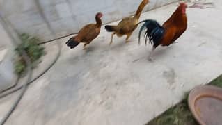 1 Cock (Murga) Aseel
, 3 hens (Murgi) Aseel , 13 Chicks (Chuze) Aseel