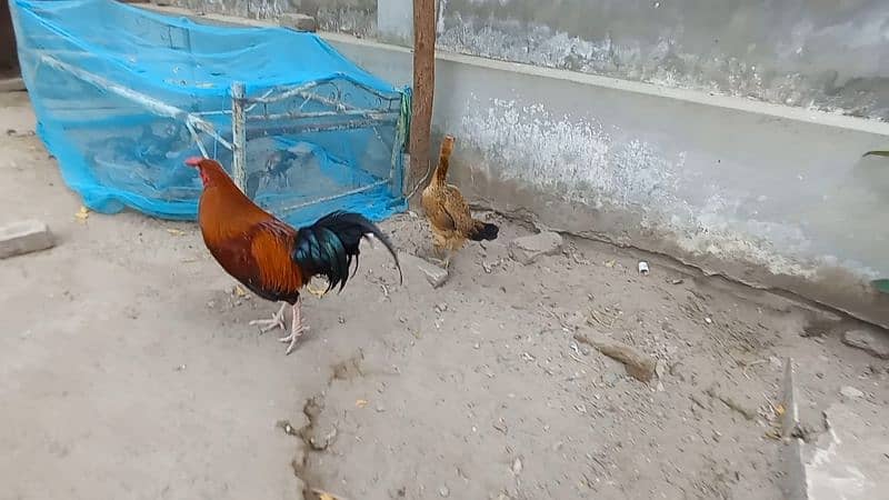 1 Cock (Murga) Aseel
, 3 hens (Murgi) Aseel , 13 Chicks (Chuze) Aseel 1