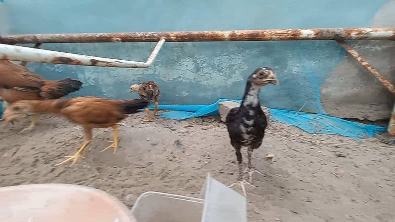 1 Cock (Murga) Aseel
, 3 hens (Murgi) Aseel , 13 Chicks (Chuze) Aseel 2