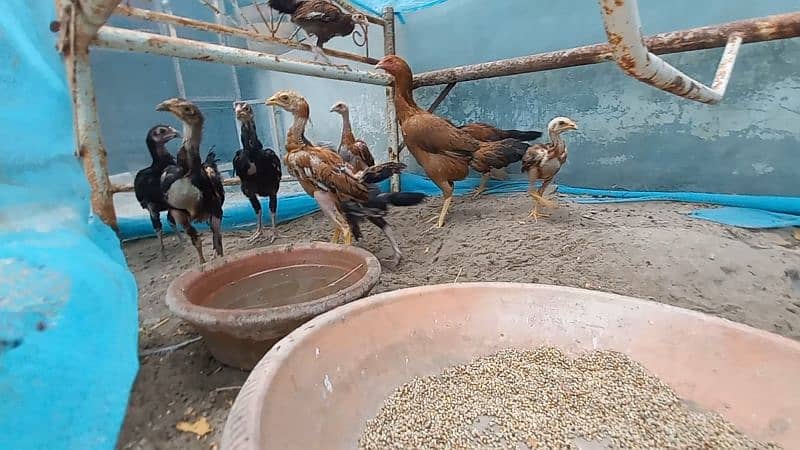 1 Cock (Murga) Aseel
, 3 hens (Murgi) Aseel , 13 Chicks (Chuze) Aseel 3
