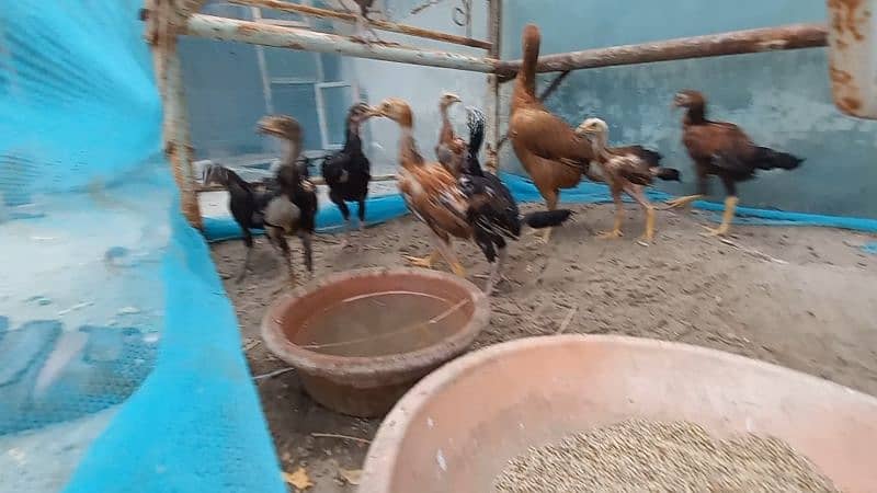 1 Cock (Murga) Aseel
, 3 hens (Murgi) Aseel , 13 Chicks (Chuze) Aseel 4