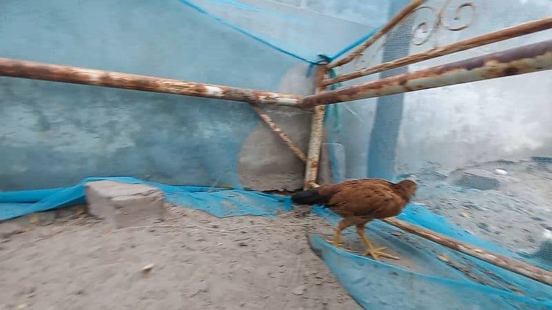 1 Cock (Murga) Aseel
, 3 hens (Murgi) Aseel , 13 Chicks (Chuze) Aseel 6