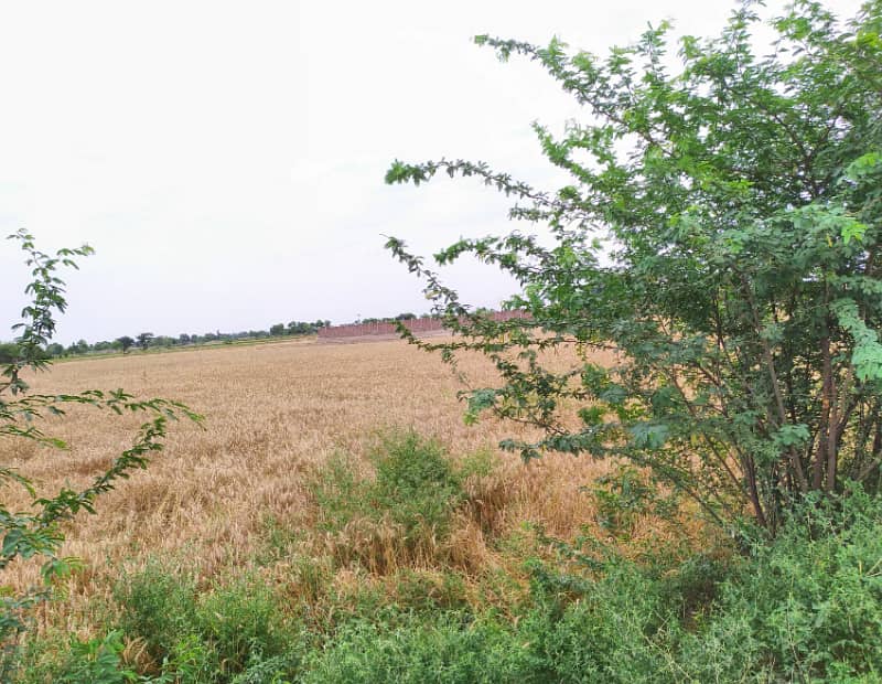 125 Acre Fully Agriculture Land For Sale 2