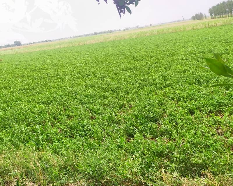125 Acre Fully Agriculture Land For Sale 7