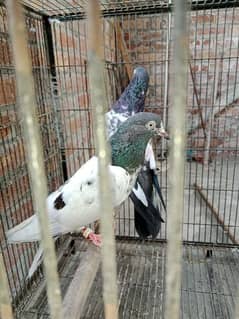 pigeon, cast (teddy)