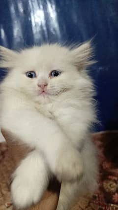 Persian white kitten