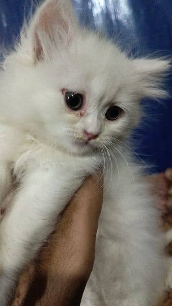 Persian white kitten 1
