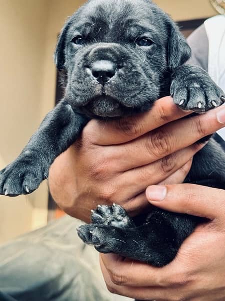 Cane Corso ( Black and White) 1