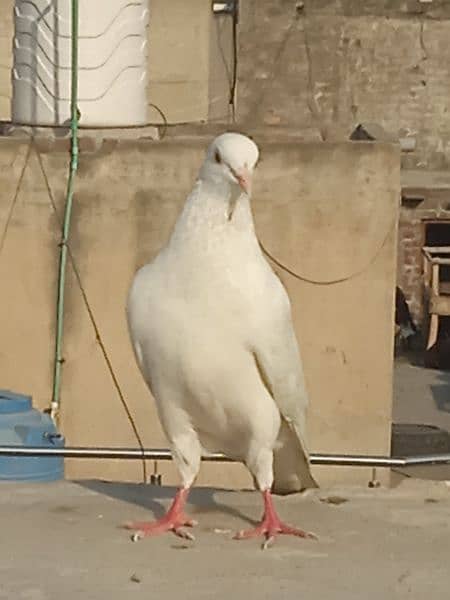 white pigeon mall ha bahut achcha hai 3