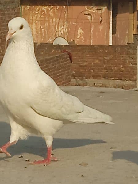 white pigeon mall ha bahut achcha hai 7