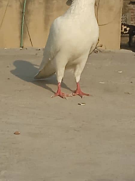 white pigeon mall ha bahut achcha hai 8