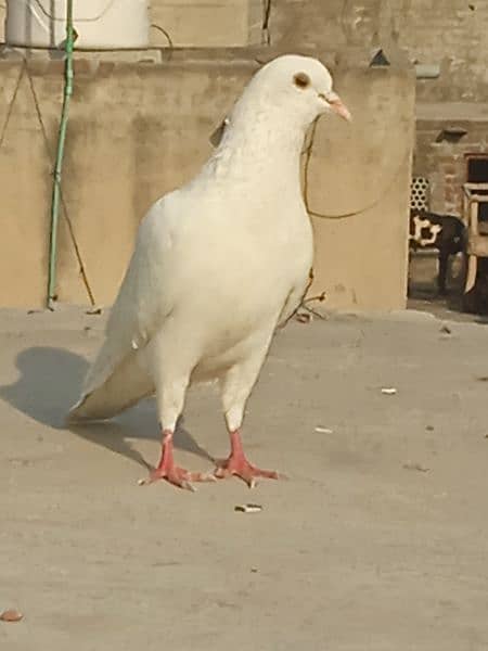 white pigeon mall ha bahut achcha hai 9