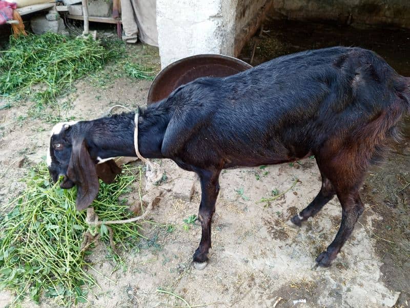 Goat for Sale 1
