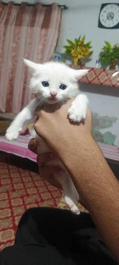 pure white Persian kitten available for sale