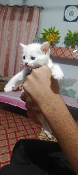 pure white Persian kitten available for sale 1