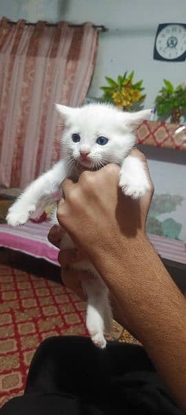 pure white Persian kitten available for sale 2