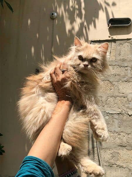 persian cat 2