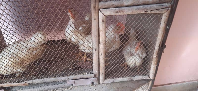 Cage for sale with 4 hens 1