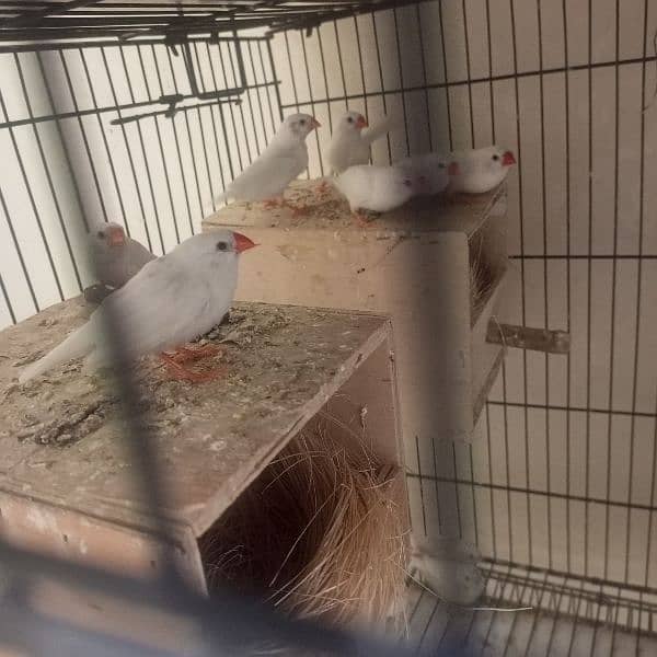 snow white finches breeder pairs and banglize available 1
