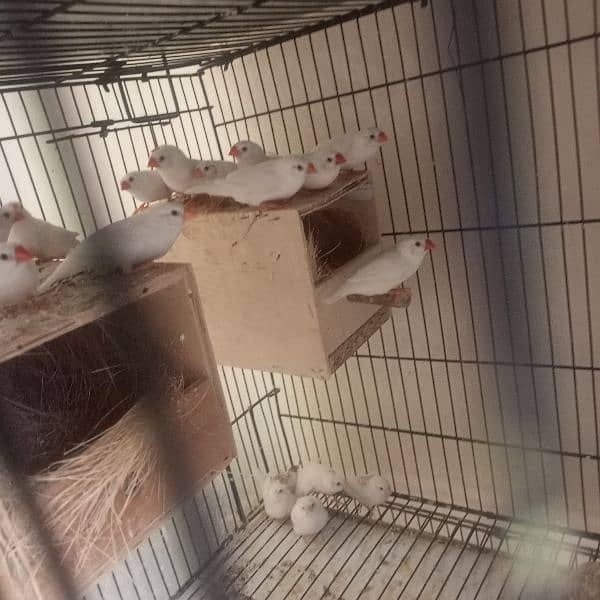 snow white finches breeder pairs and banglize available 3