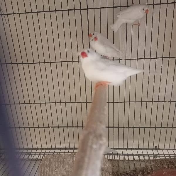 snow white finches breeder pairs and banglize available 4