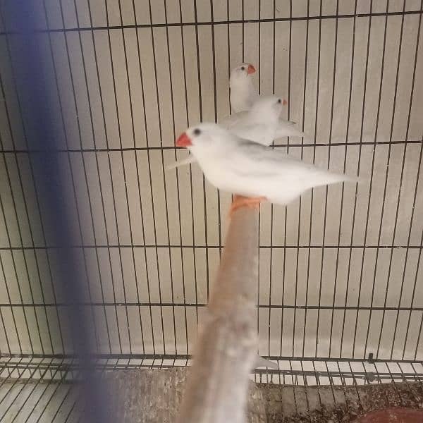 snow white finches breeder pairs and banglize available 5