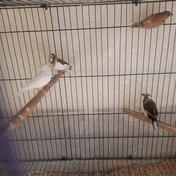 snow white finches breeder pairs and banglize available 6