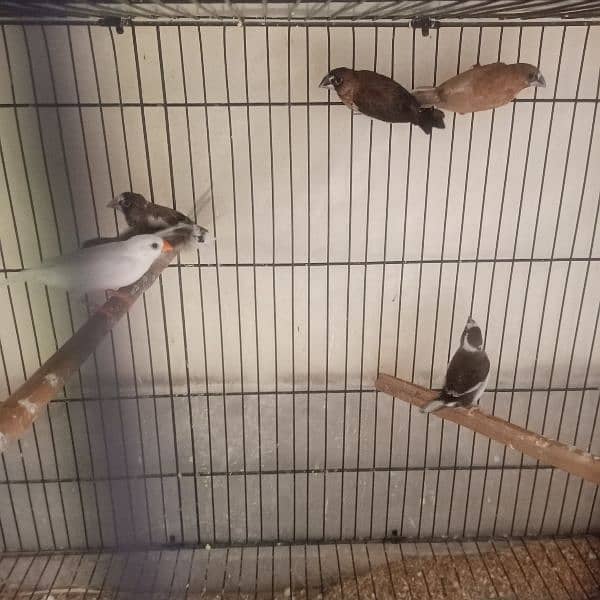 snow white finches breeder pairs and banglize available 7
