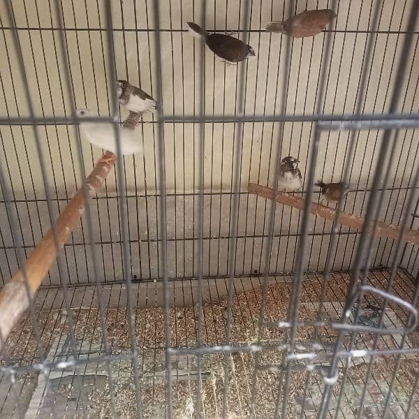 snow white finches breeder pairs and banglize available 8