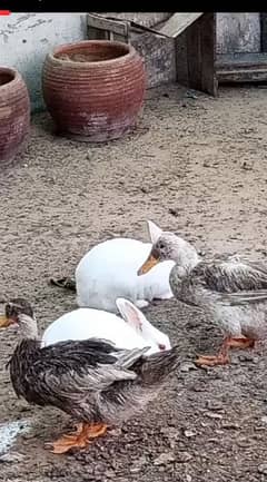 duck pair and rabbit breading pair only in 5500 0
