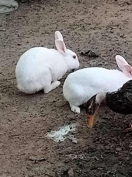 duck pair and rabbit breading pair only in 5500 2