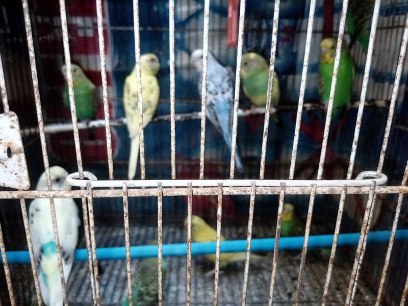 Budgies parrot all pair Contact 03224891568 2