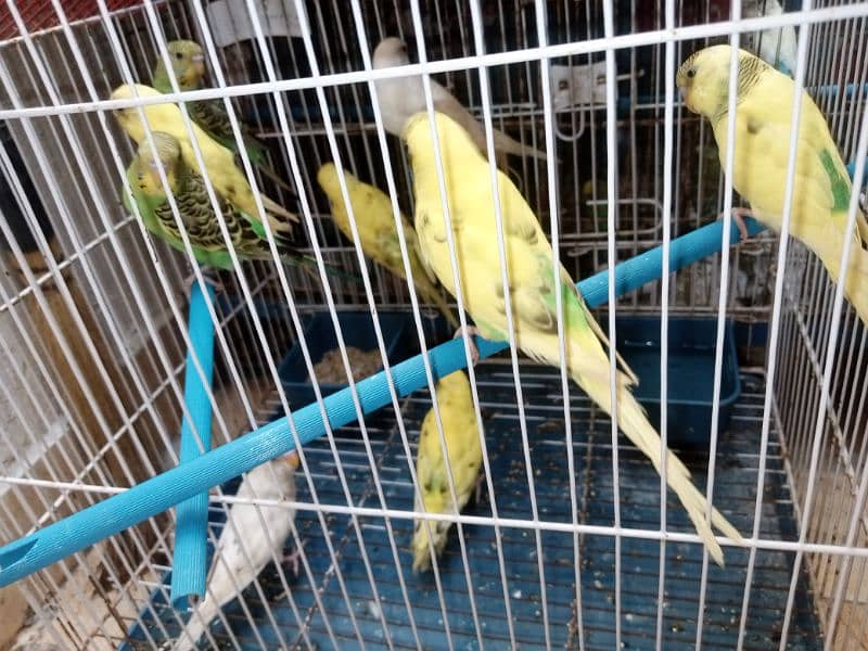 Budgies parrot all pair Contact 03224891568 3