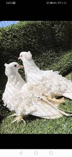 Frill back pigeon pair for sale 0