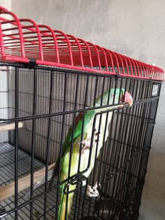 Pahari kashmiri toking parrot
