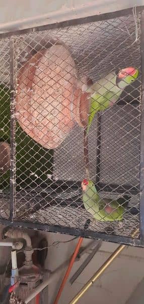 full talking and Breeding jumbo size raw Pahari parrot pair 1