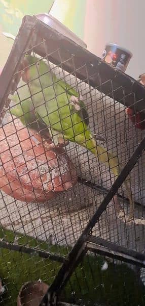 full talking and Breeding jumbo size raw Pahari parrot pair 3
