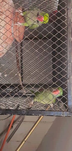 full talking and Breeding jumbo size raw Pahari parrot pair 8