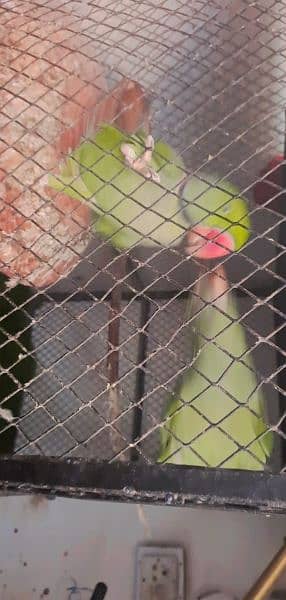 full talking and Breeding jumbo size raw Pahari parrot pair 9