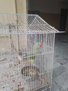 Kashmiri Pahari parrot age 3 years old and can talk